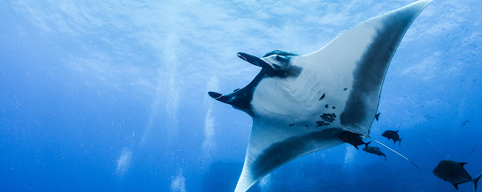 Manta Ray HD Wallpapers New Tab Theme marquee promo image