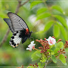 Papilio memnon(female) 美鳳蝶(雌)