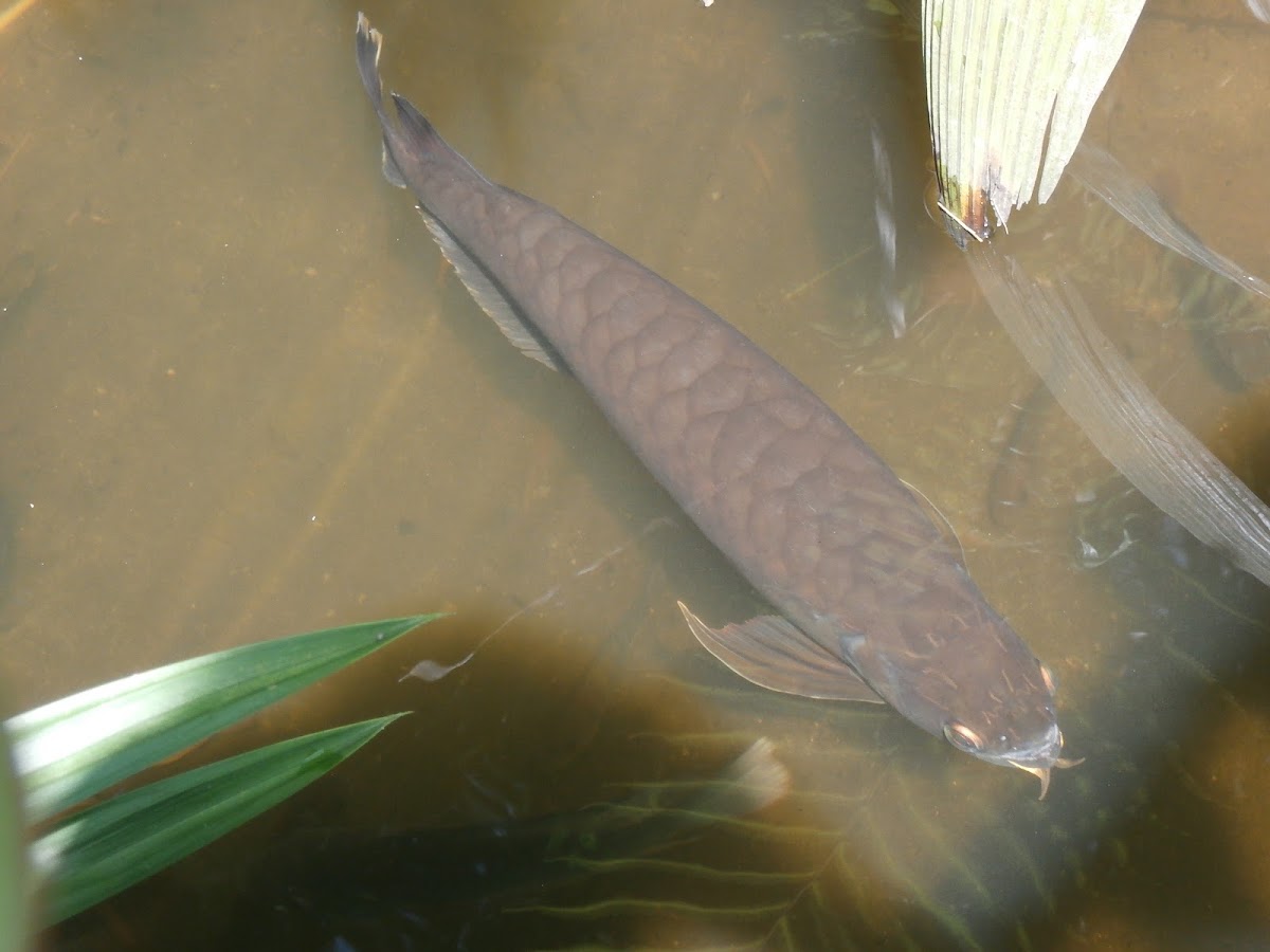 Asian Arowana