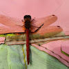 Autumn Meadowhawk Dragonfly