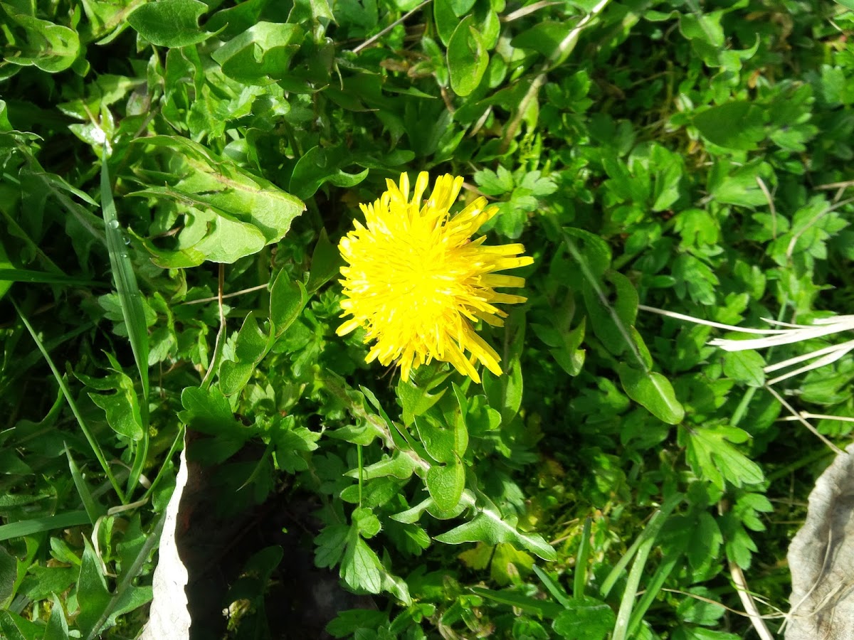 Common Dandelion