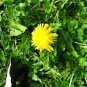 Common Dandelion