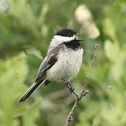 Black-capped Chickadee