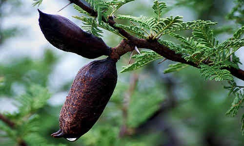 Fruto del espinillo