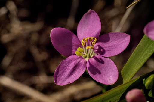 Centaurium pulchellum