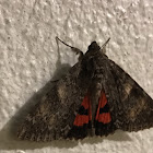 Erebid moth