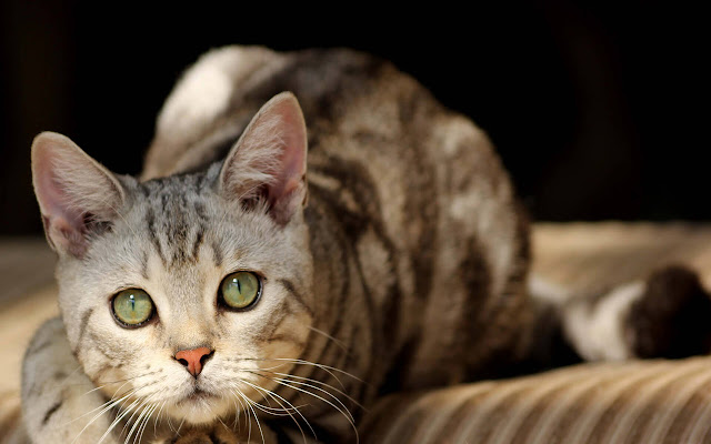 American Shorthair - New Tab in HD