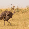 Common ostrich