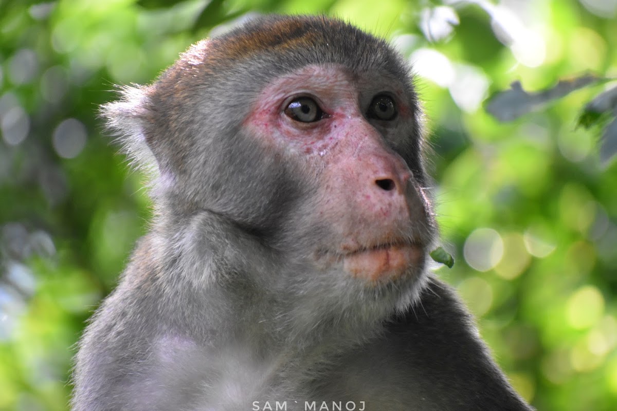 Rhesus Macaque (Old World Monkey)