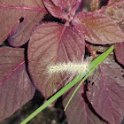 fall webworm