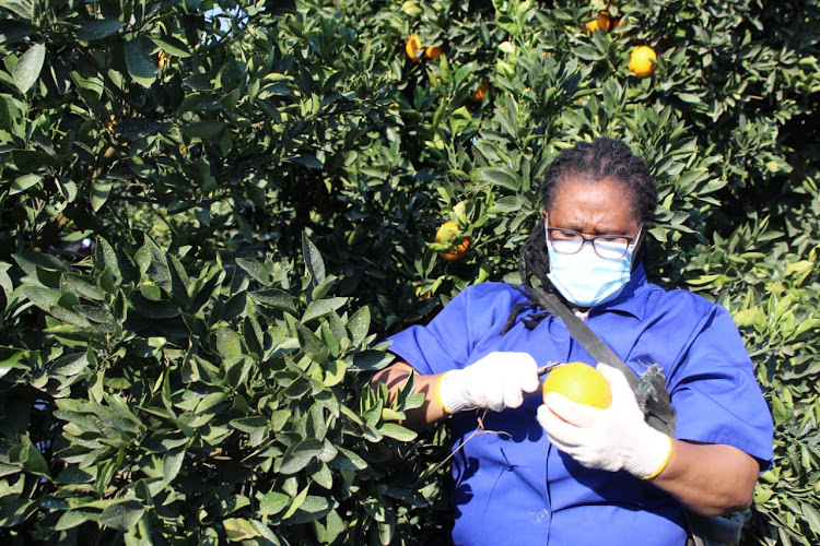 Rural development and agrarian reform MEC Nonkqubela Pieters visits citrus growers in the Sundays River Valley municipality.