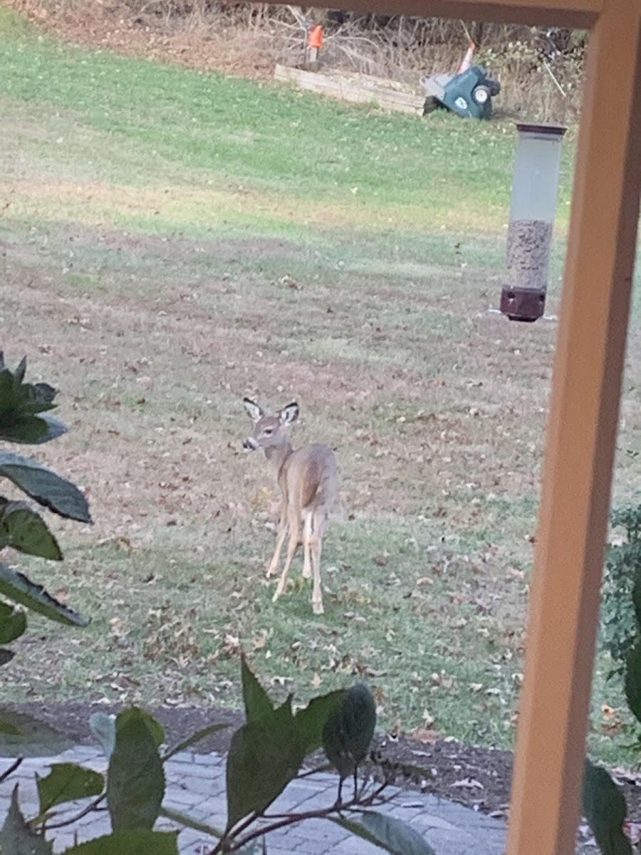 White tailed Deer