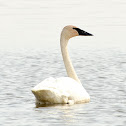 Trumpeter Swan