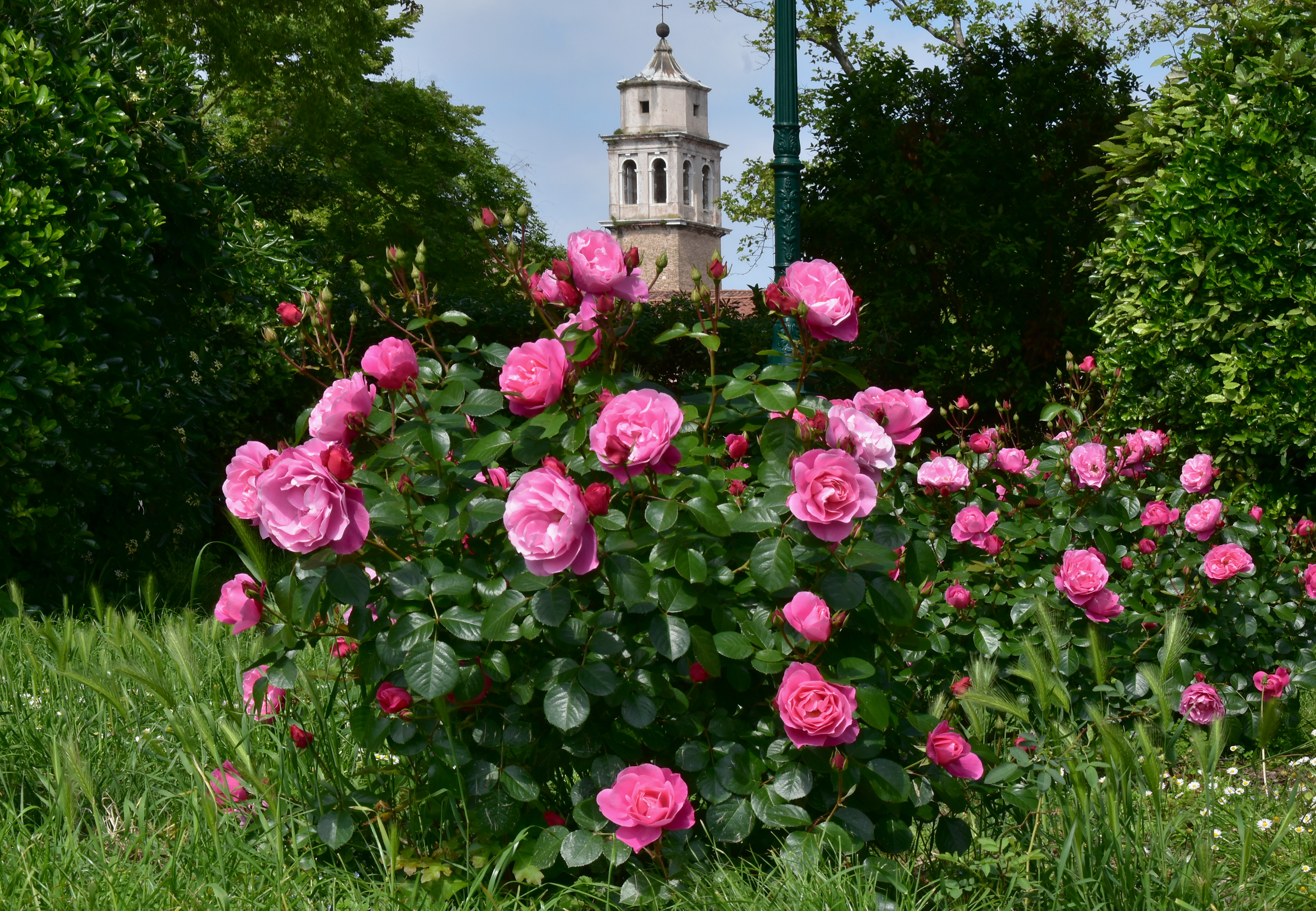 Maggio delle rose  di renzo brazzolotto