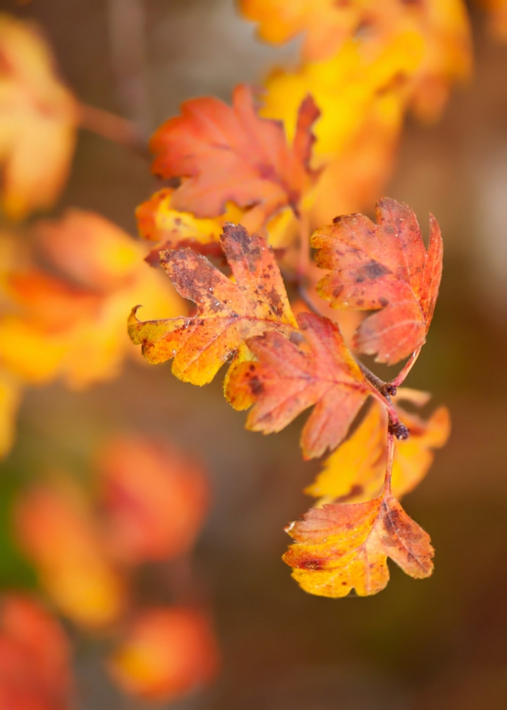 Vestite D'Autunno di www.fioregiallophoto.it