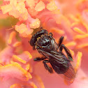 Indian stingless bee