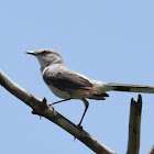 Tropical Mockingbird / Centzontle tropical