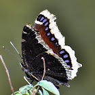 Mourning cloak