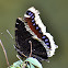 Mourning cloak