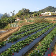 郁盈草莓園