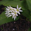 Bear garlic