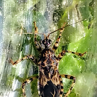 Assassin bug.