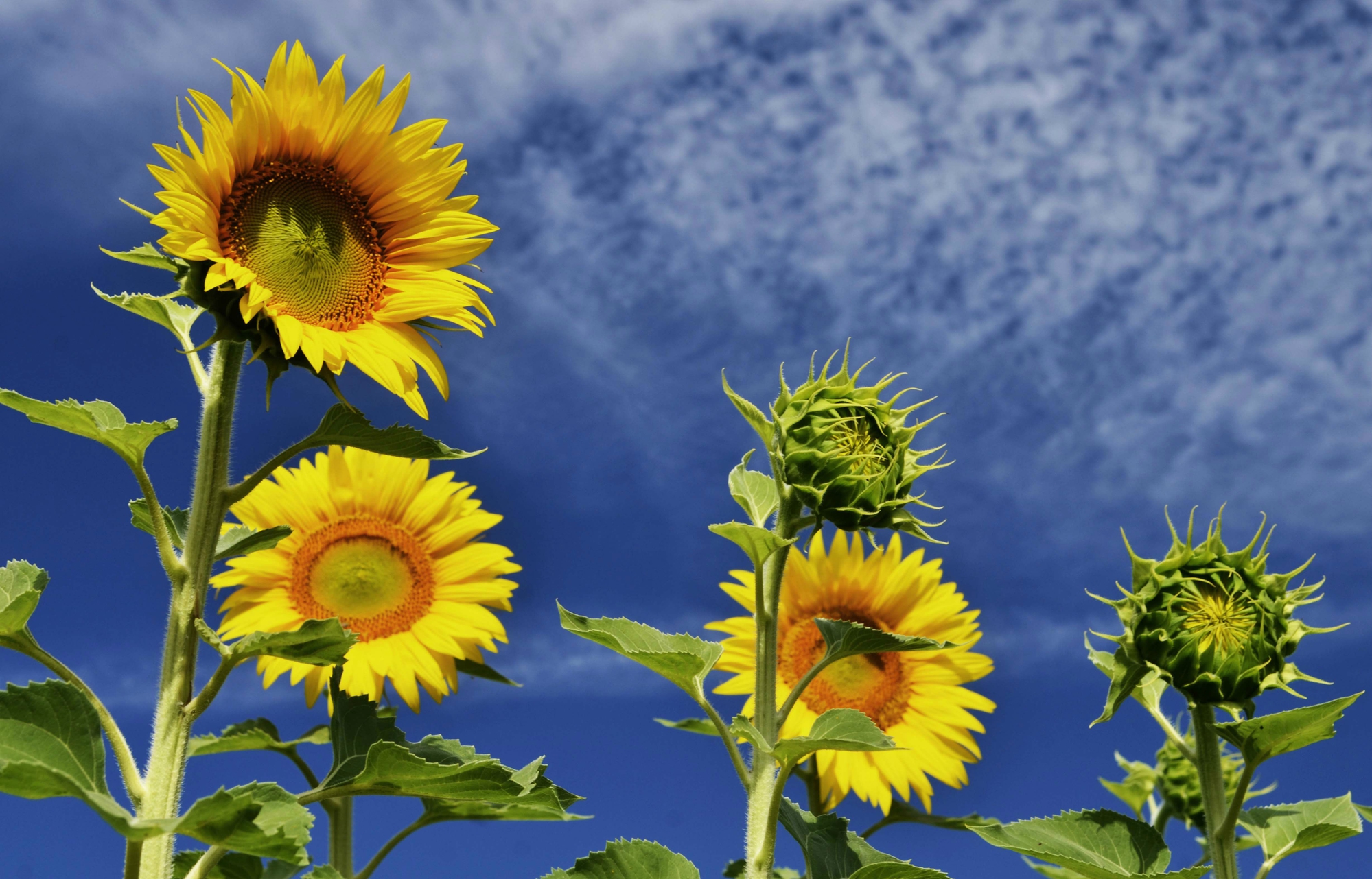 Girasoli e nuvole di Daniele Baroni