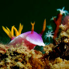 Nudibranch