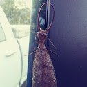 Eastern Dobsonfly