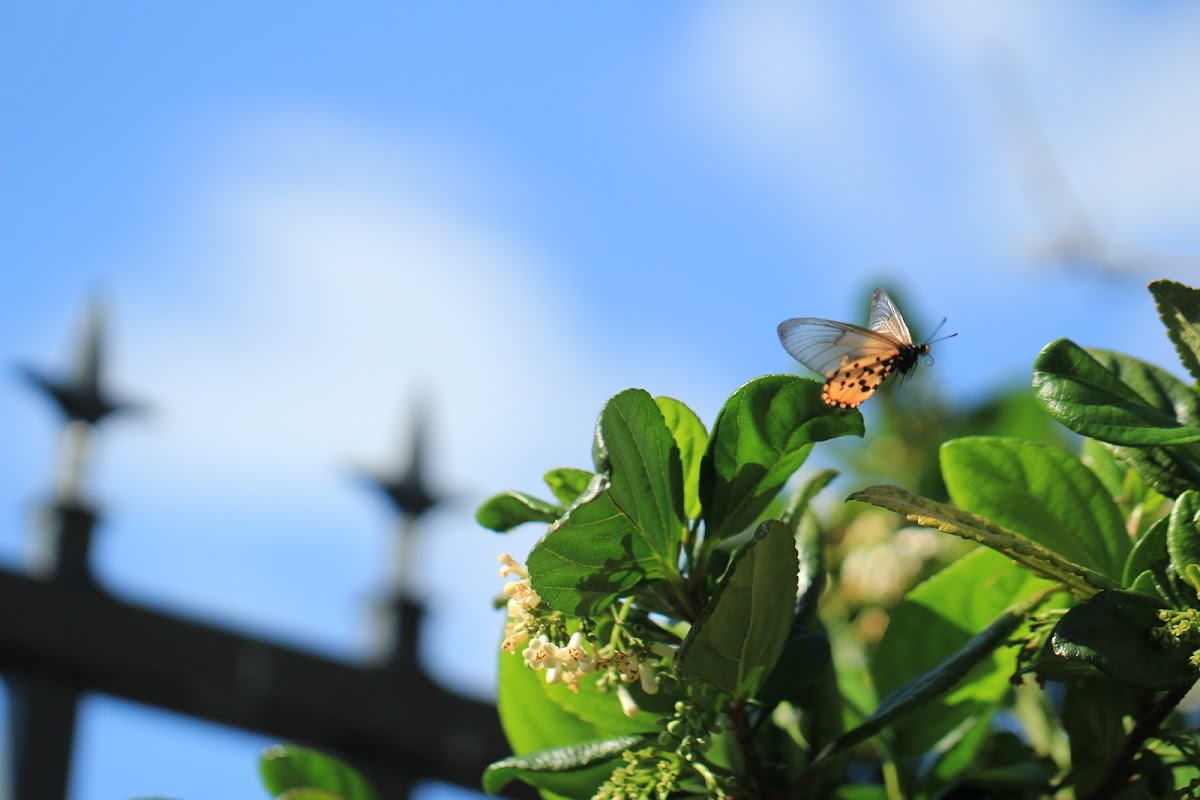 Garden Acraea