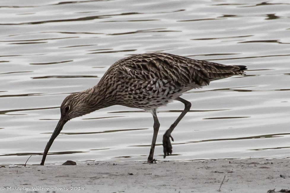 Curlew