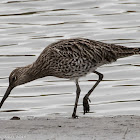 Curlew