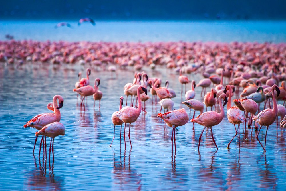 Lake Nakuru National Park