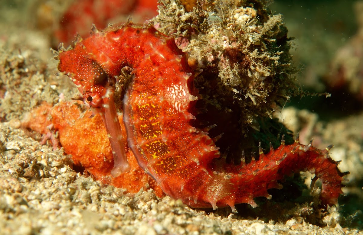 Thorny Seahorse