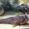 One-spot Fringehead