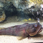 One-spot Fringehead