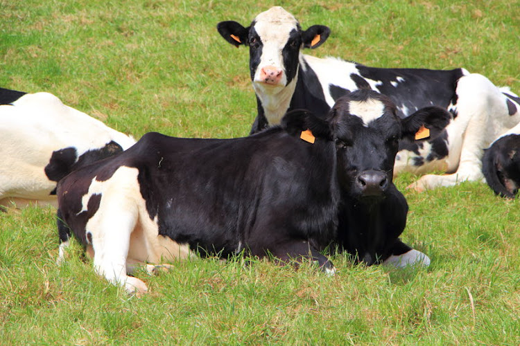 A Free State farmer found himself on the wrong side of the law after defrauding other farmers from whom he leased Holstein cows. File photo.