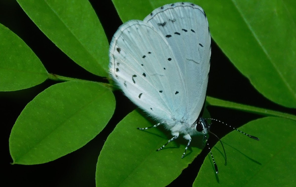 Holly Blue