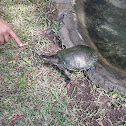 Tortuga terrestre