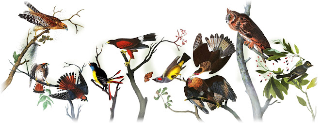 226e anniversaire de la naissance de John James Audubon