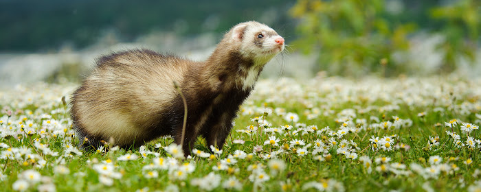 Ferret HD Wallpapers New Tab Theme marquee promo image