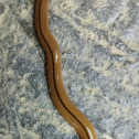 Dihang hammerheaded worm