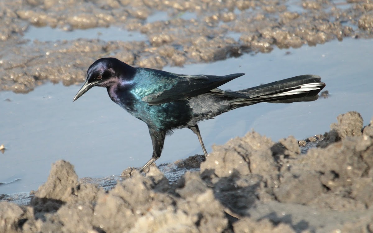 Boat-tailed Grackle (male)