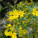 Yellow-wort