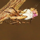 Lynx Spider