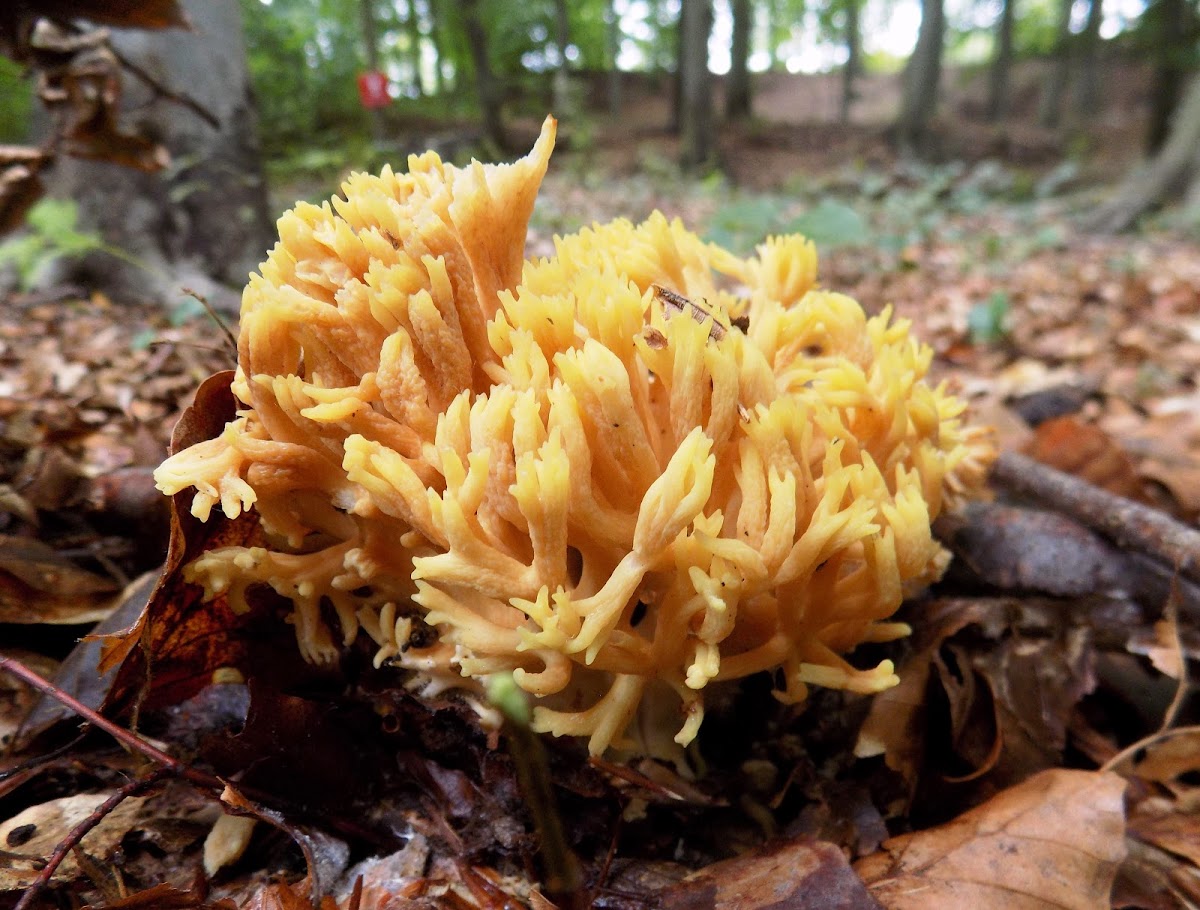 Strict-branch coral