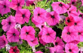 Macintosh HD:Users:sarinavetterli:Desktop:Plant and Granola Sale:Plant Images:Petunias hot pink.jpg