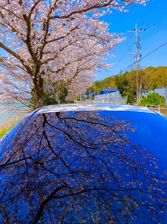 インテグラの桜と愛車・4月もよろしくお願い致します🌸・桜シーズン開幕・御船山楽園に関するカスタム事例の投稿画像4枚目