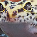 Leopard Gecko