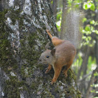 Red squirrel